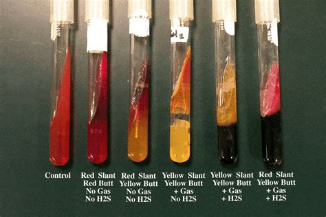 e coli tsi test results.